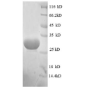 E. coli rpmG protein