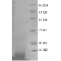 E. coli rpmG protein