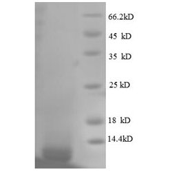 E. coli rpmG protein