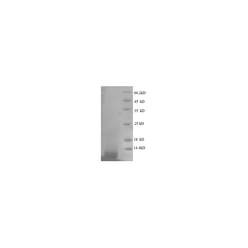 E. coli rpmG protein
