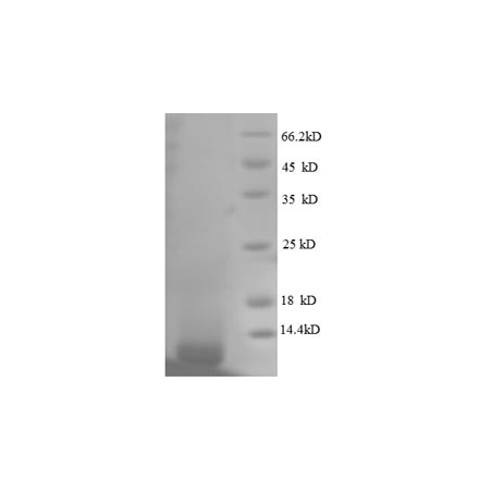E. coli rpmG protein