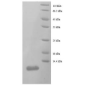 E. coli rpmC protein