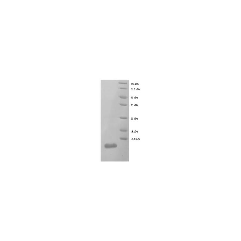 E. coli rpmC protein