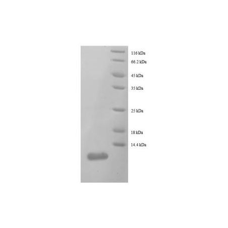 E. coli rpmC protein