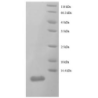 E. coli rpmC protein