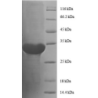 E. coli rpmC protein