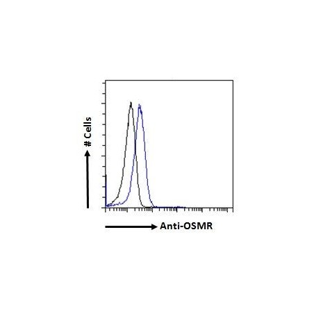 Goat anti-CCL21 Antibody