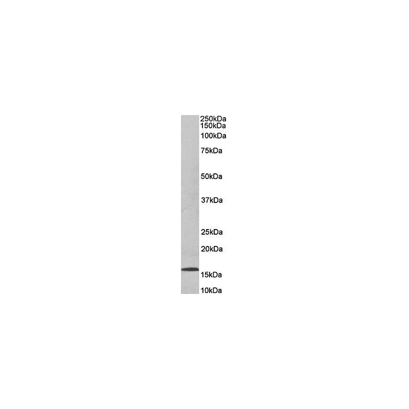 Goat anti-DNAJC5G (human) Antibody