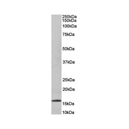 Goat anti-DNAJC5G (human) Antibody