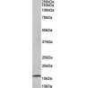 Goat anti-DNAJC5G (human) Antibody