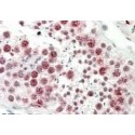 Goat anti-Cd97 (mouse) Antibody