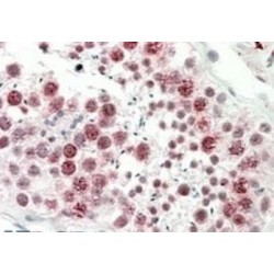 Goat anti-Cd97 (mouse) Antibody