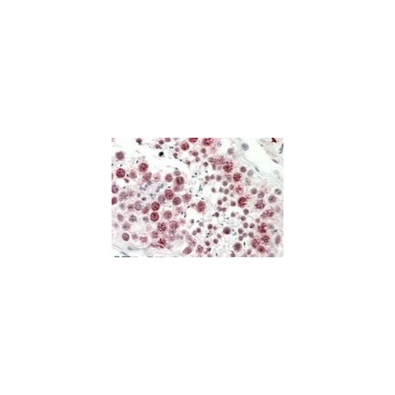 Goat anti-Cd97 (mouse) Antibody