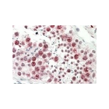 Goat anti-Cd97 (mouse) Antibody