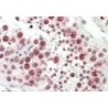 Goat anti-Cd97 (mouse) Antibody