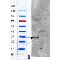 Goat anti-perilipin 3 / TIP47 (aa154-167) Antibody