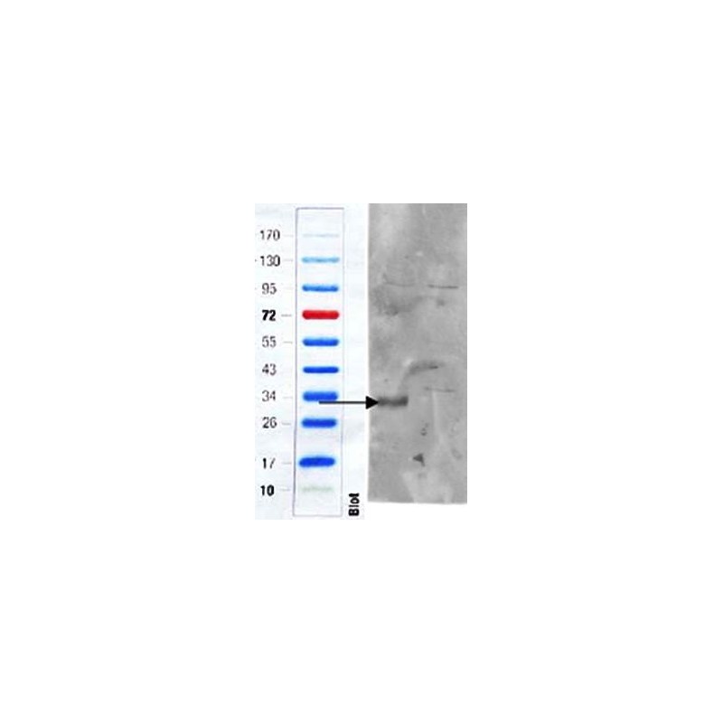 Goat anti-perilipin 3 / TIP47 (aa154-167) Antibody