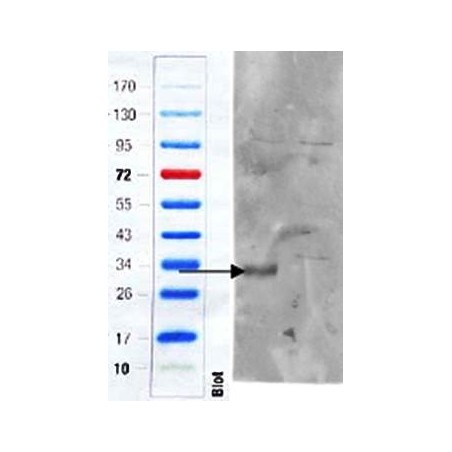 Goat anti-perilipin 3 / TIP47 (aa154-167) Antibody