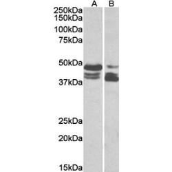 Goat anti-Tissue Factor Pathway Inhibitor Antibody