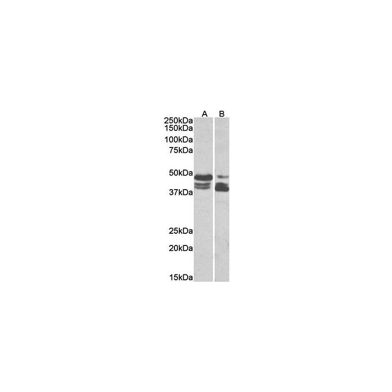 Goat anti-Tissue Factor Pathway Inhibitor Antibody