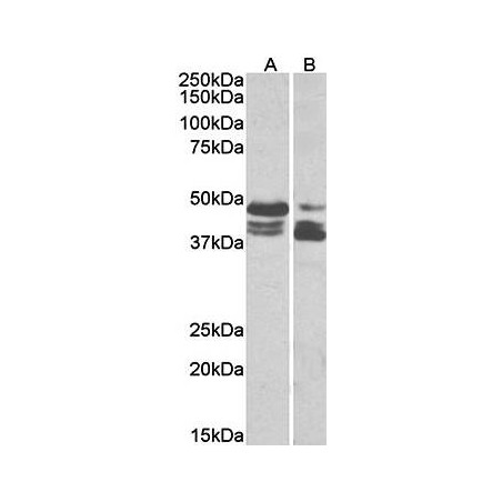 Goat anti-Tissue Factor Pathway Inhibitor Antibody