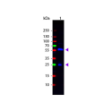 Rabbit Anti-Biotin, PE-Cy5.5 conjugated