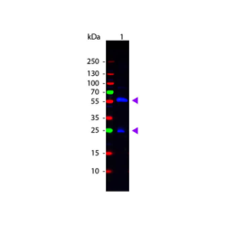 Rabbit Anti-Biotin, PE-Cy5.5 conjugated