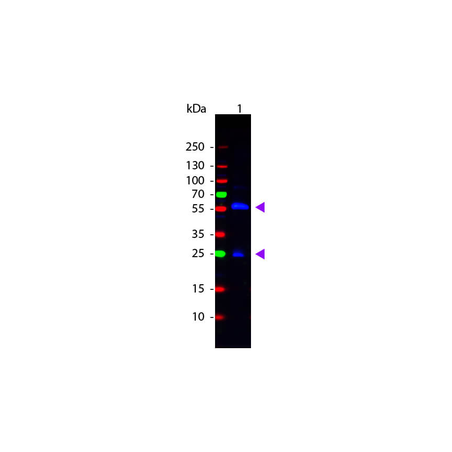 Rabbit Anti-Biotin, PE-Cy5.5 conjugated