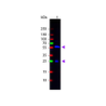 Rabbit Anti-Biotin, PE-Cy5.5 conjugated