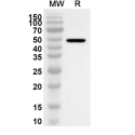 Rabbit Anti-MG IgG H&L