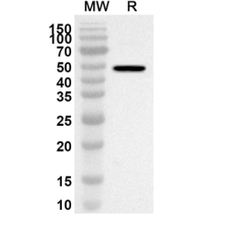 Rabbit Anti-MG IgG H&L