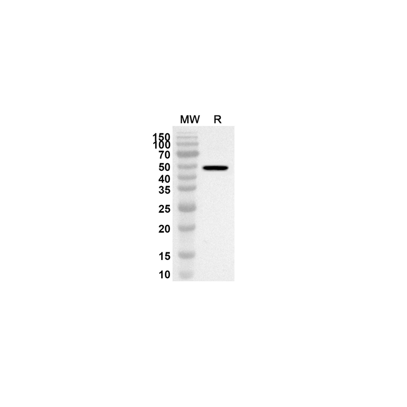 Rabbit Anti-MG IgG H&L