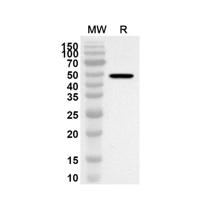 Rabbit Anti-MG IgG H&L