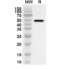 Rabbit Anti-MG IgG H&L