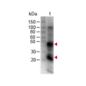 Mouse Anti-Rat IgG H&L