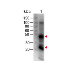 Mouse Anti-Rat IgG H&L