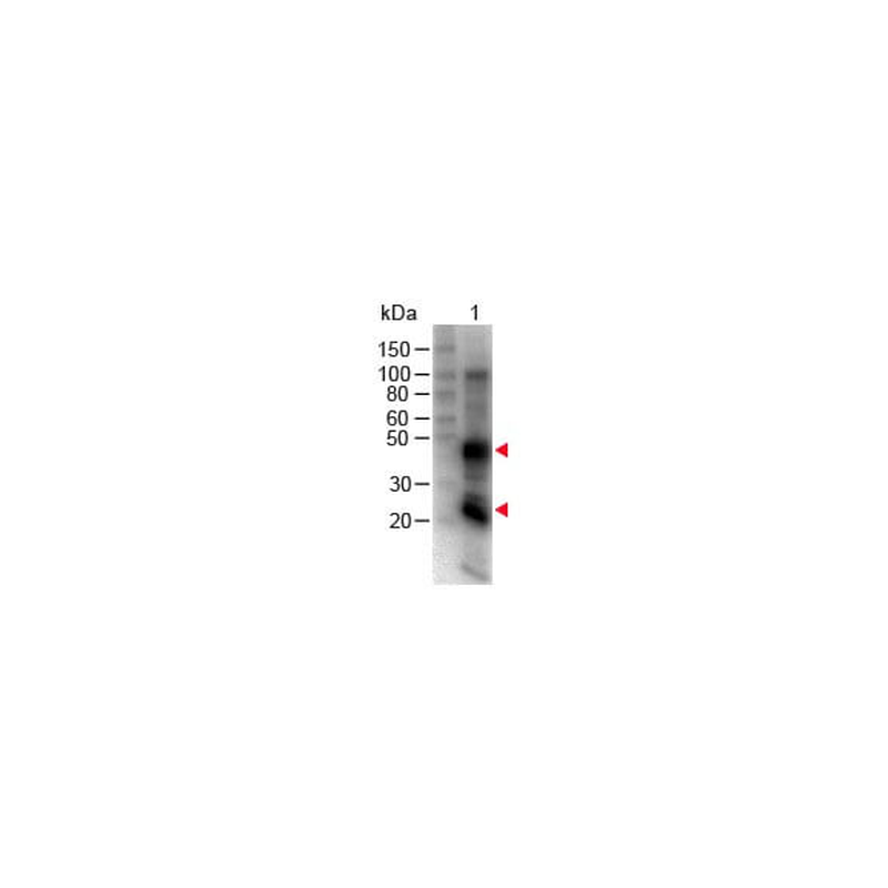 Mouse Anti-Rat IgG H&L