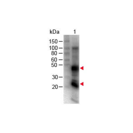 Mouse Anti-Rat IgG H&L