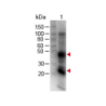 Mouse Anti-Rat IgG H&L
