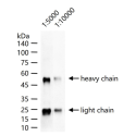 Goat Anti-Bovine IgG H&L