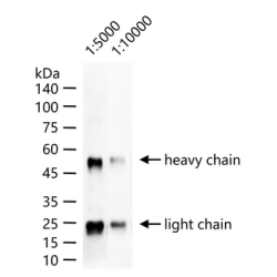 Goat Anti-Bovine IgG H&L