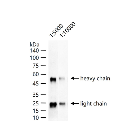 Goat Anti-Bovine IgG H&L