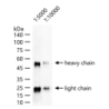 Goat Anti-Bovine IgG H&L