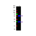Goat Anti-Human IgG H&L, HRP conjugated