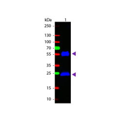 Goat Anti-Human IgG H&L, HRP conjugated