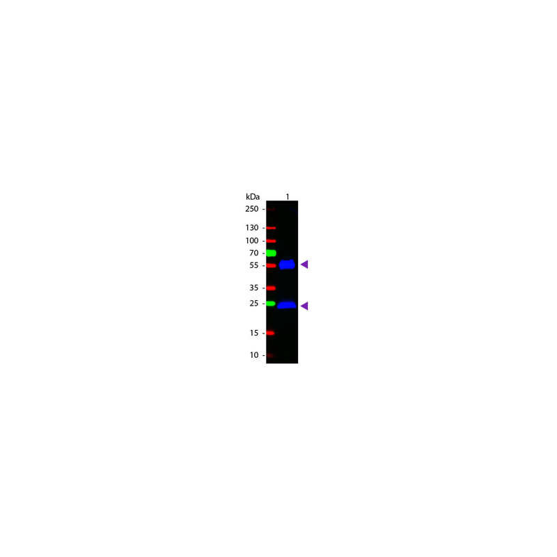 Goat Anti-Human IgG H&L, HRP conjugated