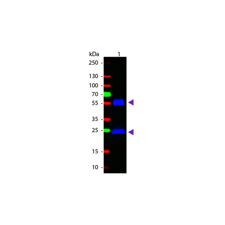 Goat Anti-Human IgG H&L, HRP conjugated