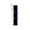 Goat Anti-Human IgG H&L, HRP conjugated