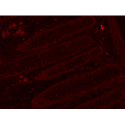 Mouse Anti-Rabbit IgG H&L, HRP conjugated