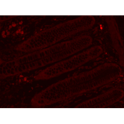 Mouse Anti-Rabbit IgG H&L, HRP conjugated